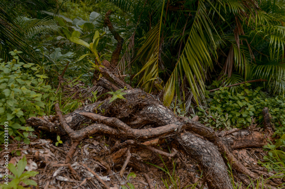 lizard in the forest