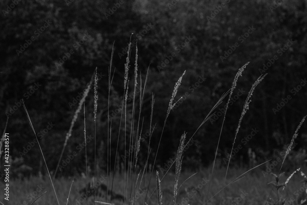 Fototapeta premium reeds in the wind