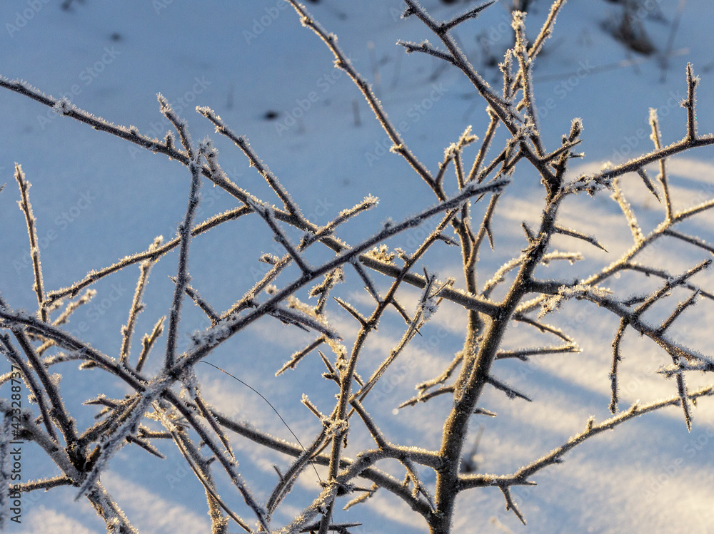 Winter, snow and frost, the plants and shrubs left over from autumn covered with frost, shimmer with sparkling sparks of snow crystals in the rays of the rising sun.