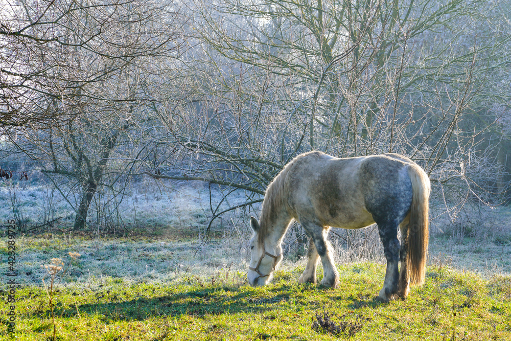 Animal ferme cheval 18 Animal ferme cheval 18