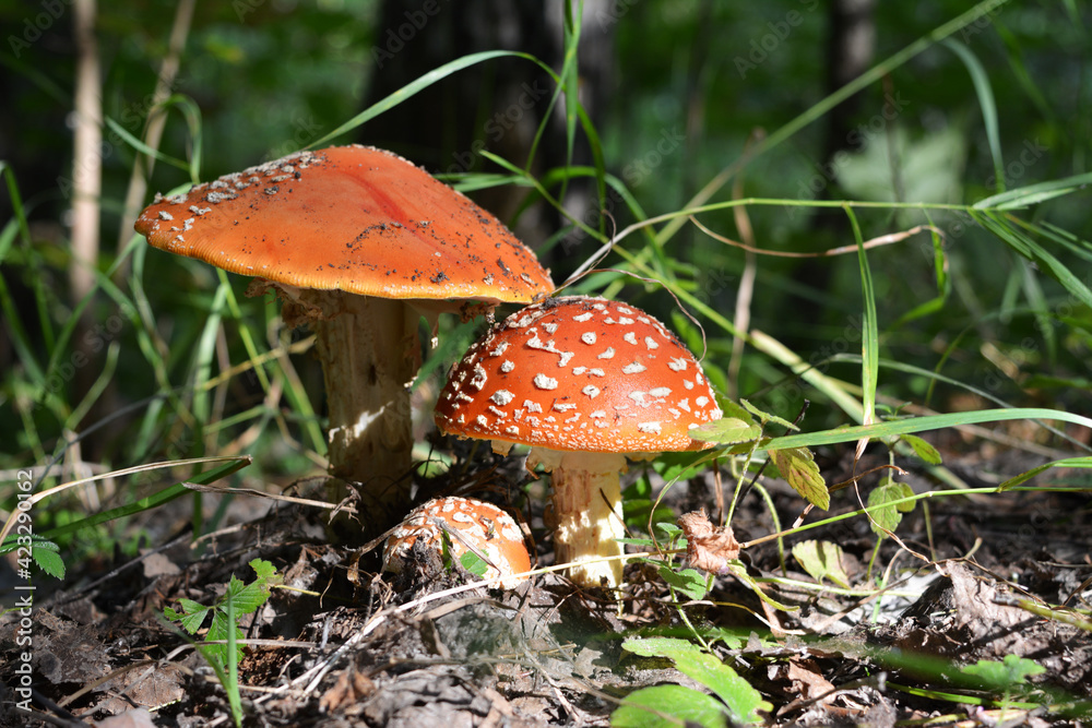 Fly agaric (Amanita muscaria) in the forest. Poisonous mushroom grow in woodland in summer and autumn Fly agaric (Amanita muscaria) in the forest. Poisonous mushroom grow in woodland in summer and autumn