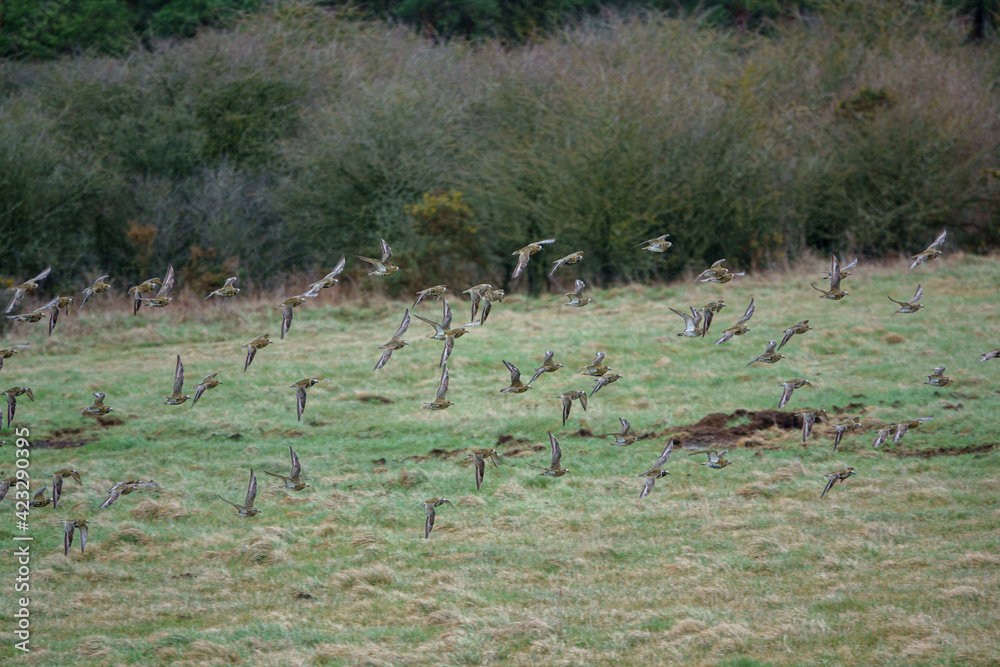 a flock of hundreds of Golden Plover (Pluvialis dominica) flying over meadows and grassland on Salisbury Plain a flock of hundreds of Golden Plover (Pluvialis dominica) flying over meadows and grassland on Salisbury Plain