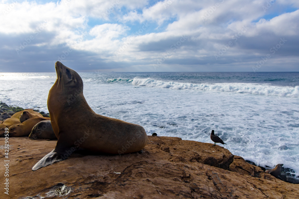 Fototapeta premium Sea lion on the beach 