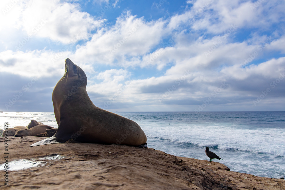 Fototapeta premium Sea lion on the beach 