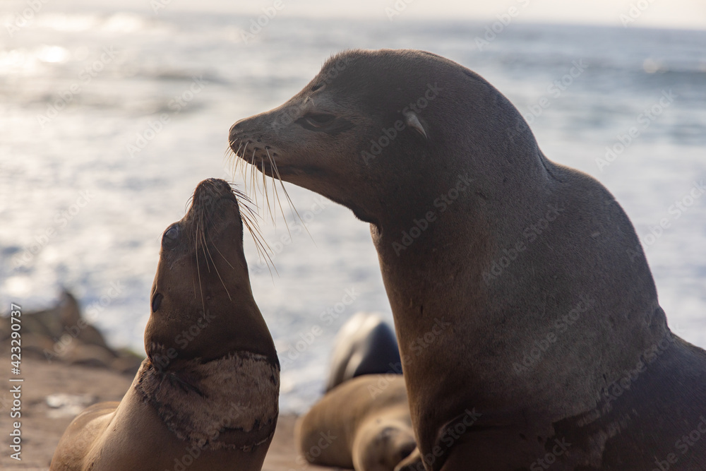 Naklejka premium sea lion on the beach