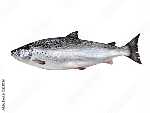 The Atlantic salmon (Salmo salar)