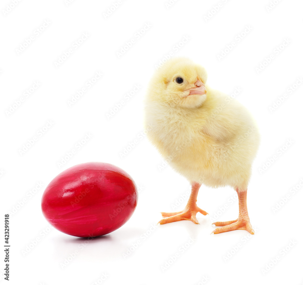 Fototapeta premium Little yellow chicken with egg.