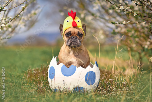 Funny French Bulldog dog sitting in large Easter egg wearing costume chicken hat  photo