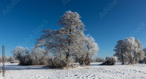 Sachsendorfer Wiesen, Winter, Cottbus, Brandenburg, Germany