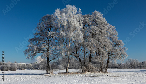 Sachsendorfer Wiesen, Winter, Cottbus, Brandenburg, Germany