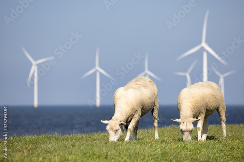 Dutch dike along IJsselmeer with wind turbines and sheep photo