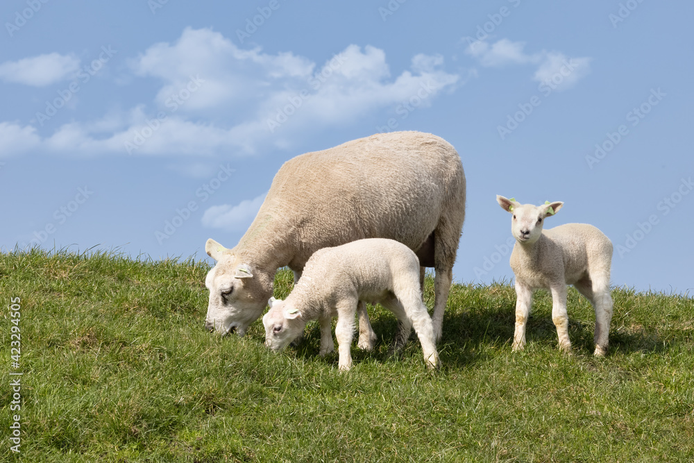 Fototapeta premium Sheep with two little cute lambs at Dutch dike