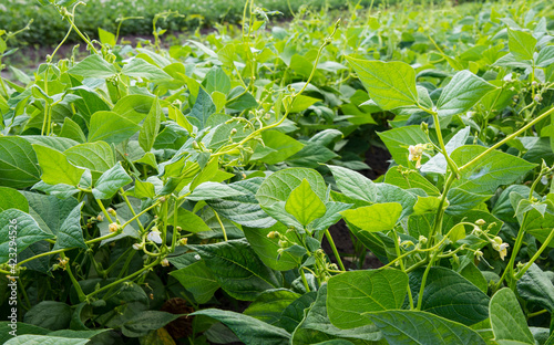 Healthy and wholesome food - young bean shoots grow on an agricultural plantation.