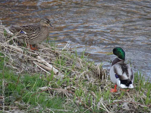 Enten am Flußufer