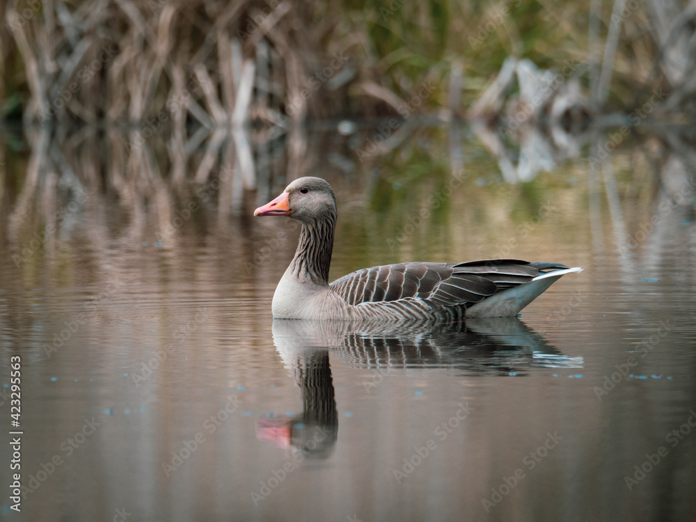close up of a gray goose swimming on calm water close up of a gray goose swimming on calm water
