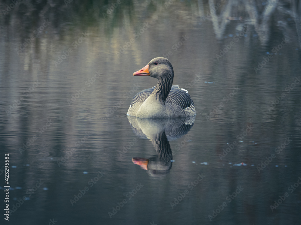 close up of a gray goose swimming on calm water