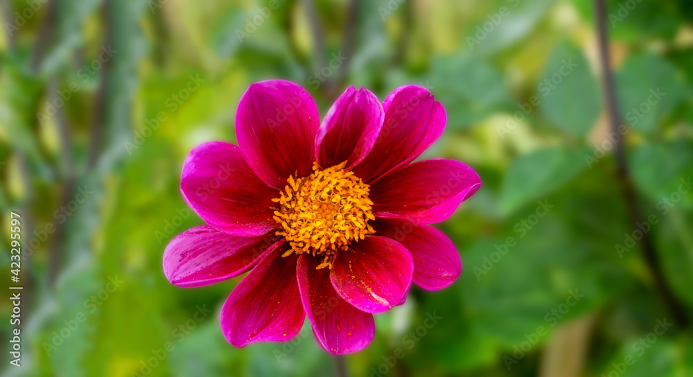 Fototapeta premium Vivid and showy dahlia flower with yellow pollen on petals close up.