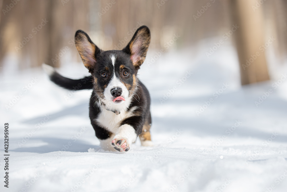 Playfull welsh corgi cardigan puppy on snow sun 