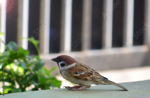 Sparrows in the garden, Close up detail of the sparrows