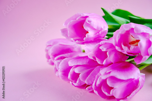 A bouquet of pink tulips is on a pink background