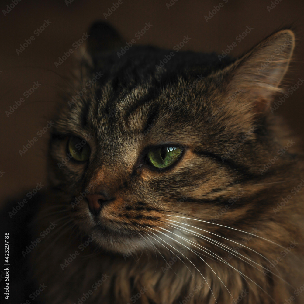Beautiful fluffy cat close-up. Muzzle of a Siberian cat. A grey tabby mustachioed cat with green eyes. Pet. Family favorite. Beautiful fluffy cat close-up. Muzzle of a Siberian cat. A grey tabby mustachioed cat with green eyes. Pet. Family favorite.