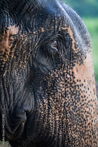 head of an Indian elephant close-up, texture of skin and eyes