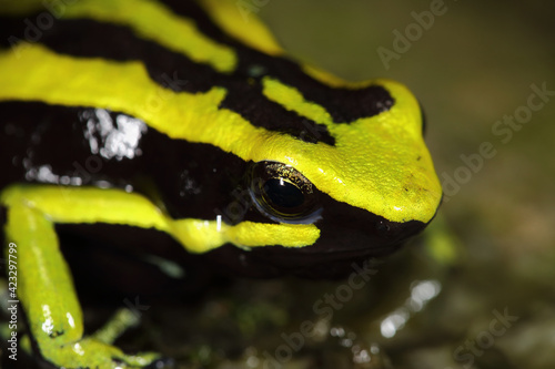 Ameerega trivittata deforestation is a threat to this species. It is sometimes found in the international pet trade but at levels that do not currently constitute a major threat. photo