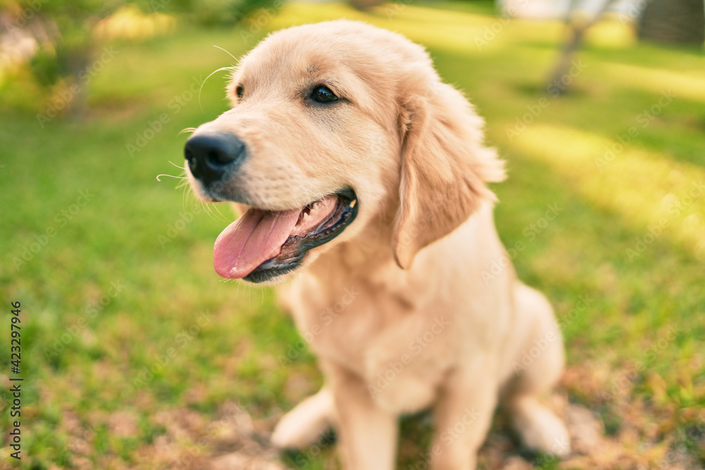 Beautiful and cute golden retriever puppy dog having fun at the park sitting on the green grass. Lovely labrador purebred doggy