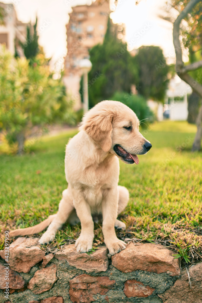 Beautiful and cute golden retriever puppy dog having fun at the park sitting on the green grass. Lovely labrador purebred doggy Beautiful and cute golden retriever puppy dog having fun at the park sitting on the green grass. Lovely labrador purebred doggy