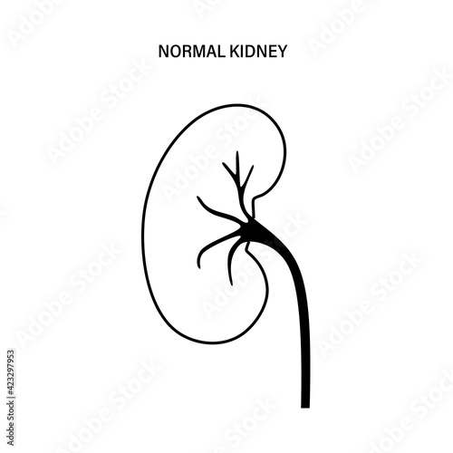 Kidney disease concept