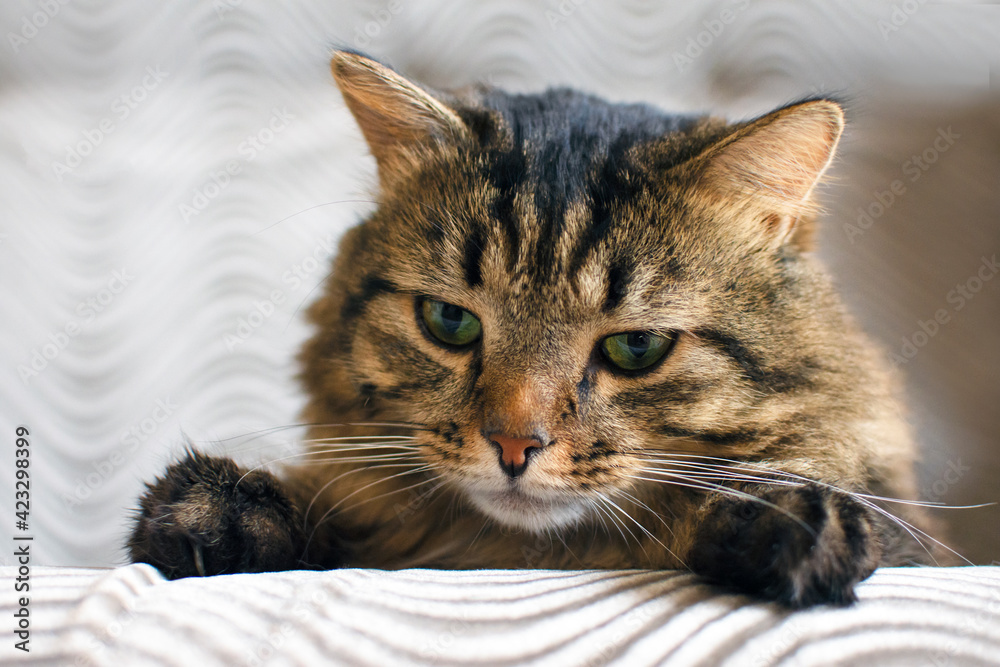 Beautiful long-haired cat lies at home on the bed. Pet. 