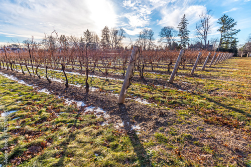 A vineyard in Niagara on the Lake Canada on a late winter early spring day.