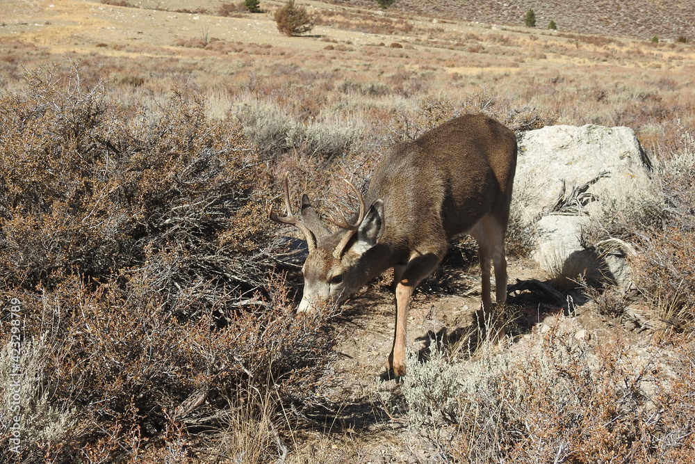 Mule deer buck roaming the sagebrush meadows in the Eastern Sierra Nevada Mountains, Mono County, California. Mule deer buck roaming the sagebrush meadows in the Eastern Sierra Nevada Mountains, Mono County, California.