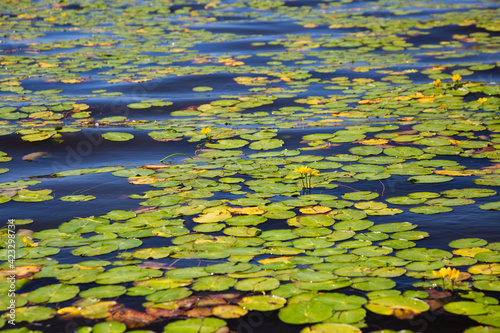 Many water lilies on the surface of the lake on a summer day