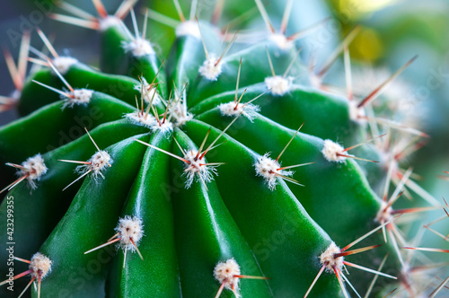 round green cactus on blurred background, close-up