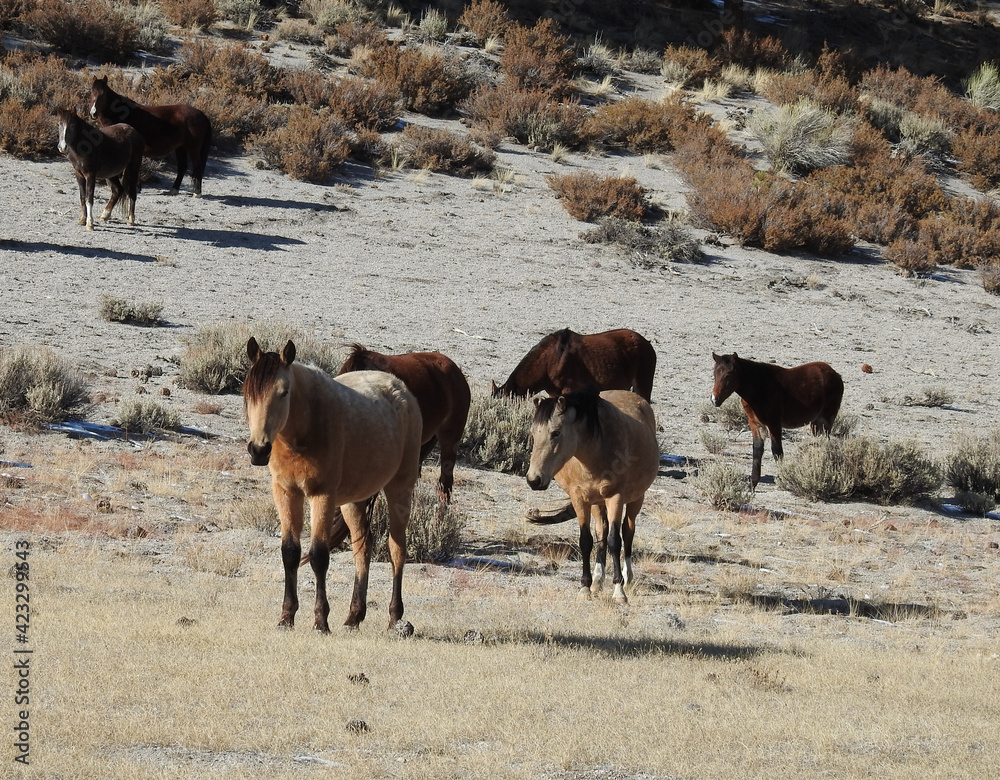 Wild horses roaming the Sierra Nevada Foothills, in Mono County, California. Wild horses roaming the Sierra Nevada Foothills, in Mono County, California.