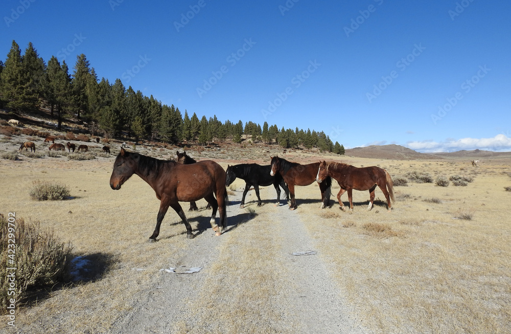 Wild horses roaming the Sierra Nevada Foothills, in Mono County, California. Wild horses roaming the Sierra Nevada Foothills, in Mono County, California.