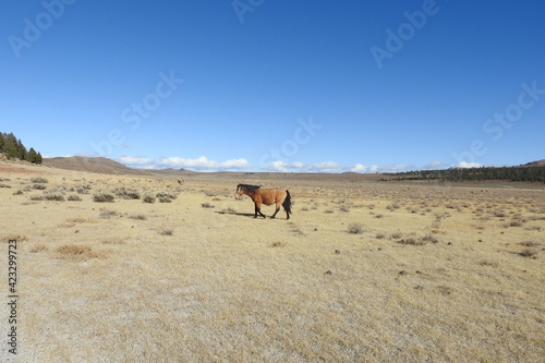 Wild horse roaming the Sierra Nevada Foothills, in Mono County, California.