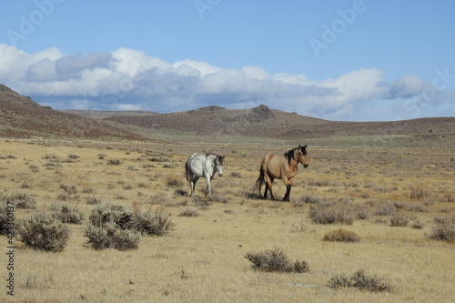Wild horses roaming the Sierra Nevada Foothills, in Mono County, California. © Scenic Corner