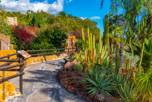 Fototapeta Naklejka Na Ścianę i Meble -  Cacti garden at Tenerife, Canary Islands, Spain