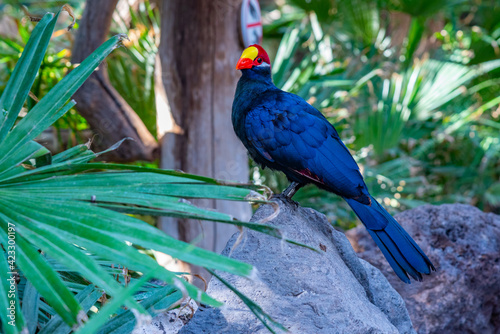 Lady Ross's turaco in jungle park at Tenerife, Canary Islands, Spain photo