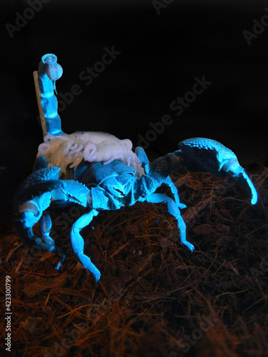 Emperor scorpion mother with babies on her back in blue photo