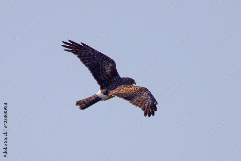 Obraz premium Extremely close view of a female hen harrier (Northern harrier) flying in beautiful light, seen in the wild in North California.