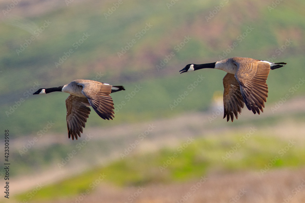 Obraz premium A couple of Canada geese flying together, seen in the wild near the San Francisco Bay