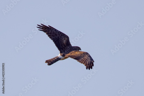 Extremely close view of a female hen harrier (Northern harrier) flying in beautiful light, seen in the wild in North California.