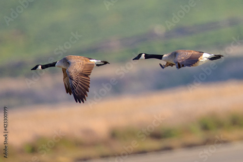 A couple of Canada geese flying together, seen in the wild near the San Francisco Bay © ranchorunner