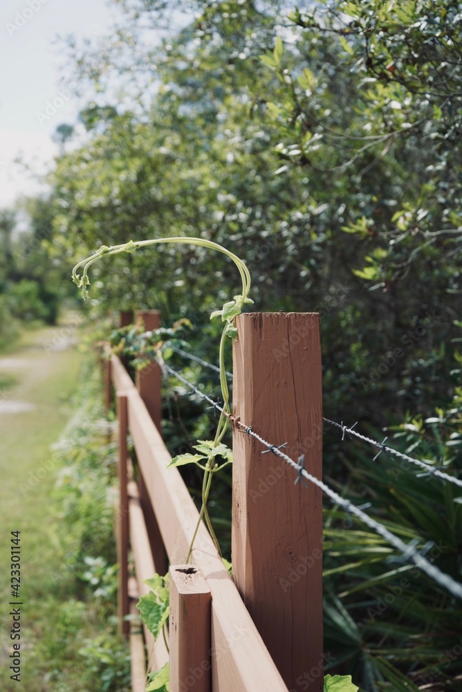 Very detailed photo of a vine growing on a fence post. Very detailed photo of a vine growing on a fence post.