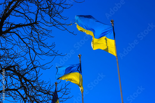 A large yellow-blue flags of Ukraine flutters isolated on blue sky background in sunny day. Flags in a row. The symbol of an independent European country. Constitution Day of Ukraine, Kyiv.