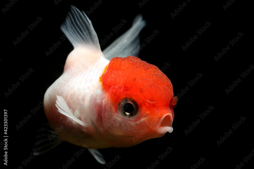Fantail Lionhead Red Cap Goldfish (Carassius auratus) popular in bowl aquariums
Fantail Lionhead Red Cap Goldfish (Carassius auratus) popular in bowl aquariums