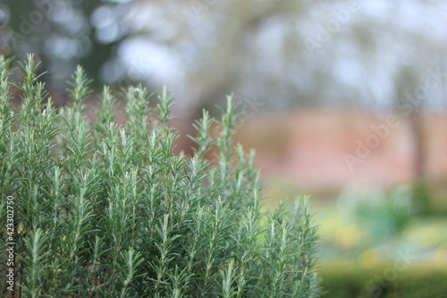 Beautiful rosemary bush in garden with copy space in background